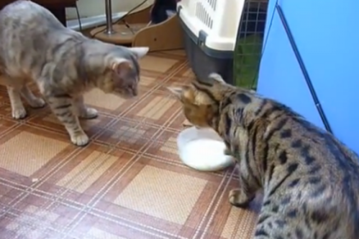 Ролик с борющимися за молоко красноярскими котами набрал 50 миллионов просмотров