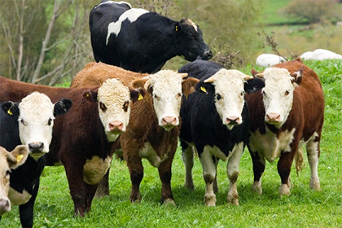Россельхознадзор подумает о снятии запрета на импорт новозеландской говядины
