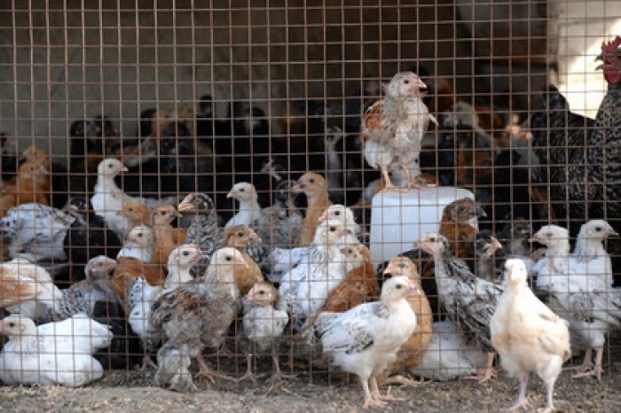 Россельхознадзор запретил поставки кур и яиц из Италии
