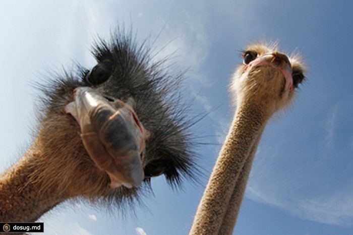 Россия начала закупки в ЮАР страусиного мяса