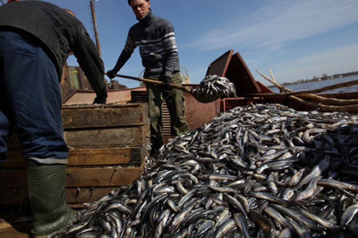 Россия получила право экспорта рыбной продукции в Иран