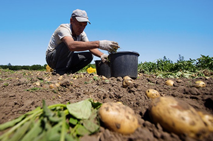 Российскую картошку защитят от американских блошек
