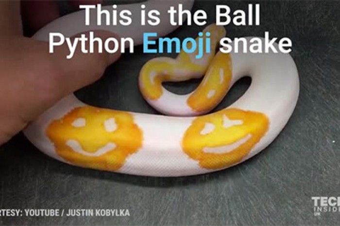 Селекционер вывел «эмодзи-питона»