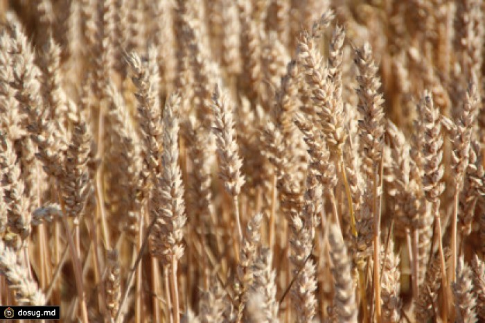 Согласованы двусторонние протоколы поставки российского зерна в Китай