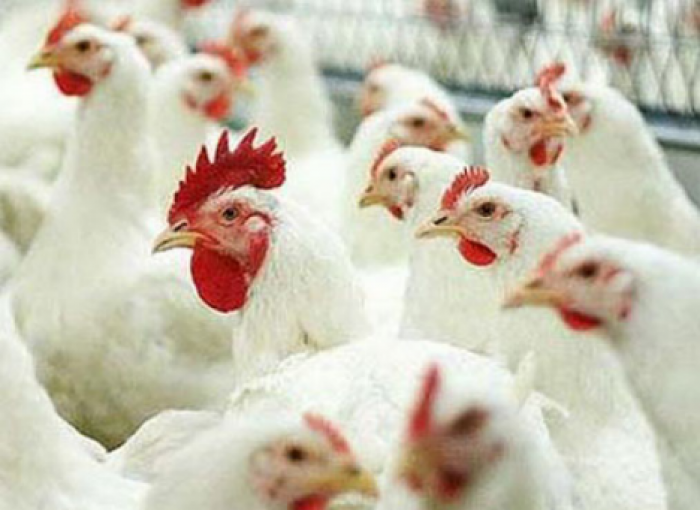 Суррогатные куры будут нести яйца вымирающих видов птиц