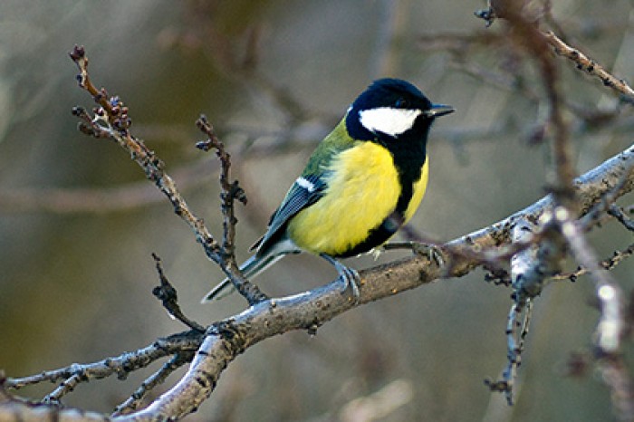 Томские ученые выявили зависимость веса синиц от продолжительности дня