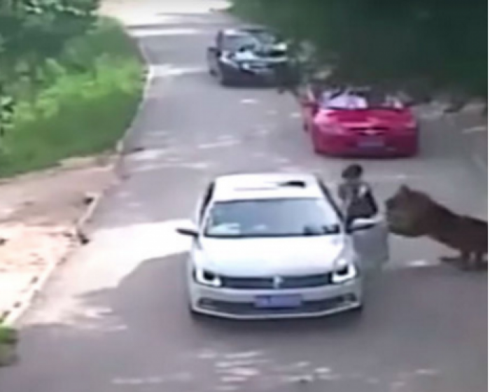 Убийство женщины тигром в сафари-парке сняли на ВИДЕО