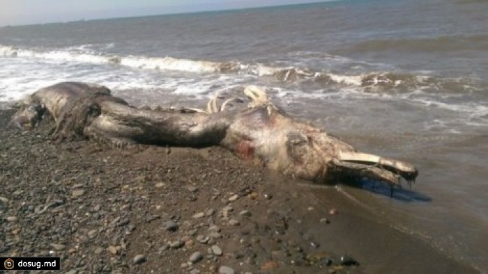 Ученые раскрыли тайну "морского чудовища", найденного на Сахалине