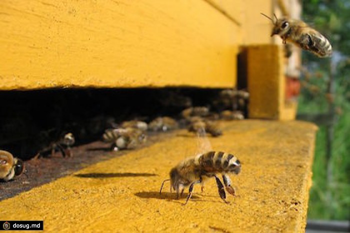 Ученые выявили древнейших пчеловодов