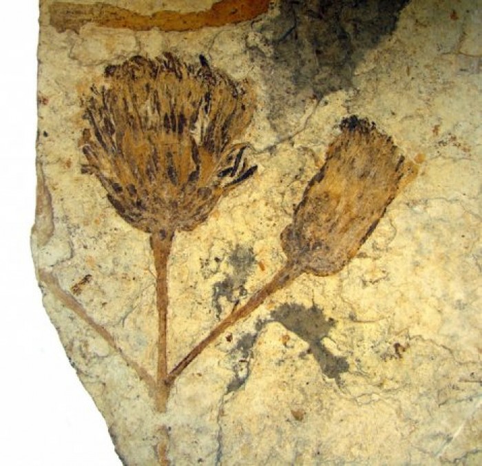 Ученые обнаружили останки древнейшего растения на Земле