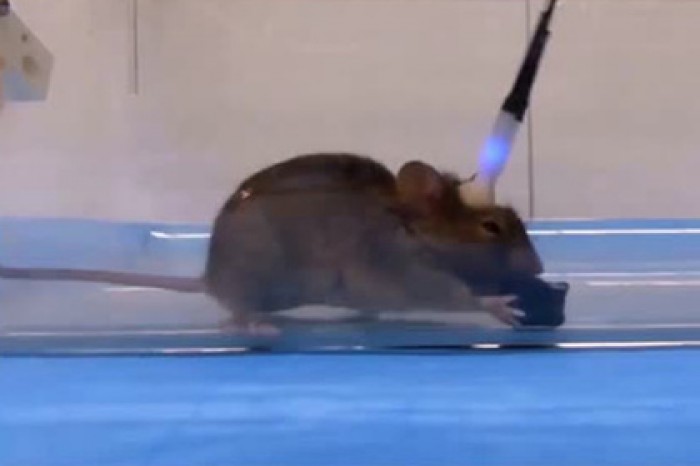 Ученые превратили мышь в безжалостного зомби-убийцу