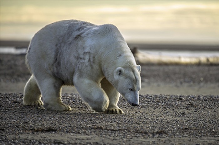 Ученые проследят за передвижением белых медведей на Таймыре