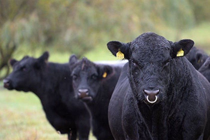 Ученые воскресят нацистских суперкоров
