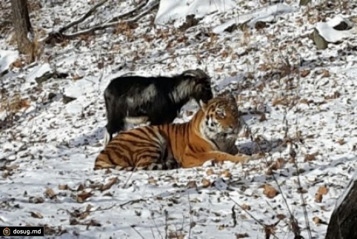 Ученый объяснил дружбу козла и тигра