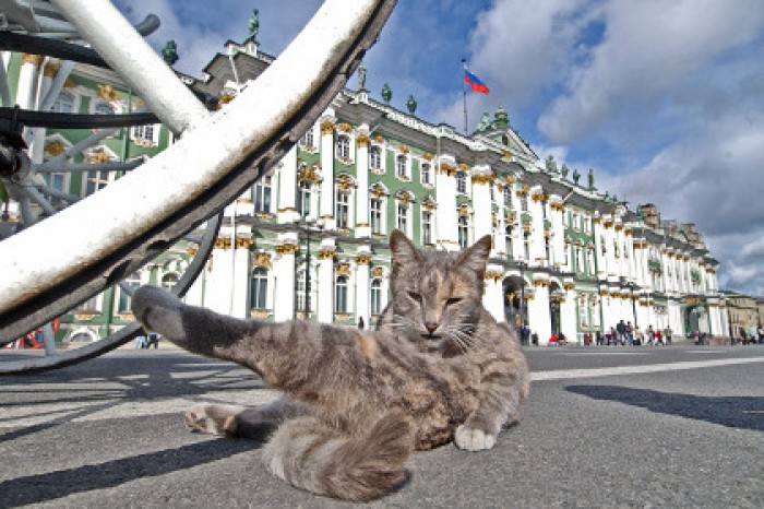 У отставных котов Эрмитажа появится президент