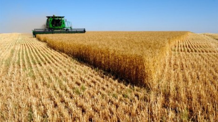 Урожай пшеницы в этом году будет на 10% больше прошлогоднего