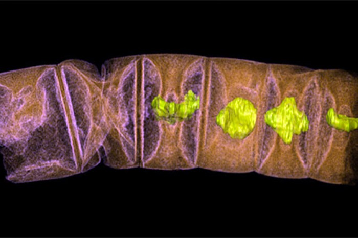 Уточнен срок появления сложной многоклеточной жизни