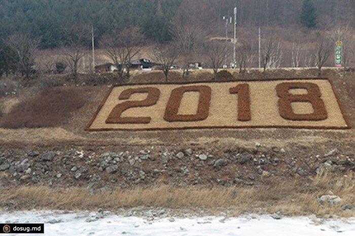 В Южной Корее вырубили заповедный лес ради Олимпийских игр