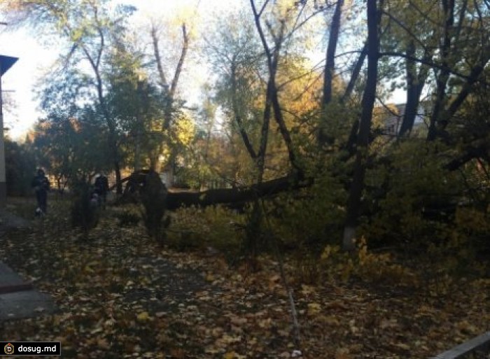 В Кишиневе сильный ветер вырвал с корнем 20-метровый тополь