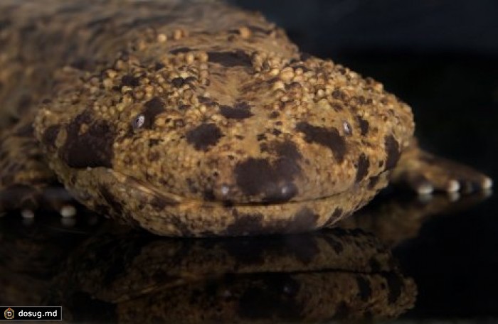 В Китае поймали гигантскую 200-летнюю саламандру