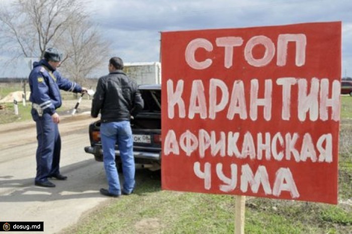 В Молдове объявлена угроза африканской свиной чумы