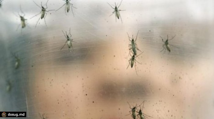 Вирус Зика может вызывать тяжелое неврологическое расстройство