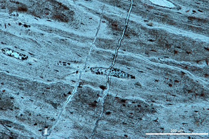 В Китае обнаружили мясо динозавра