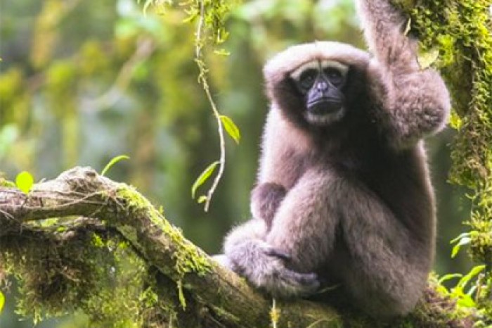 В Китае появился хулок Скайуокера