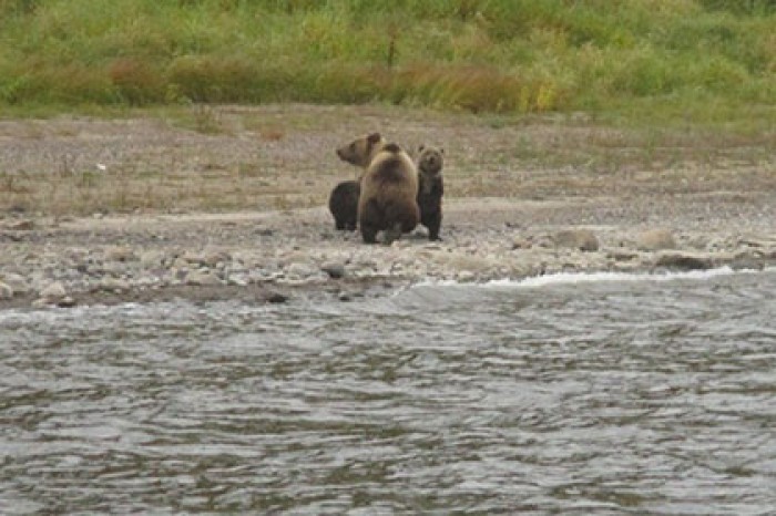В красноярском заповеднике запечатлели расставание медведицы с медвежатами