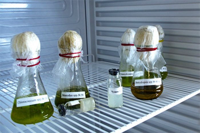 В МГУ заработал поисковик всего живого