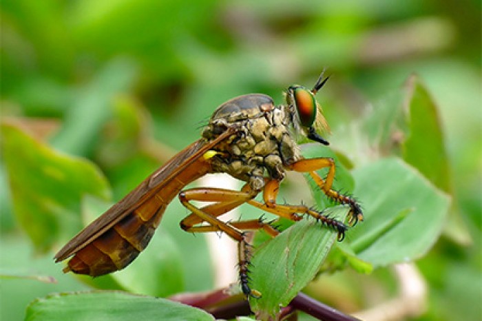 В МГУ завезли хищных мух