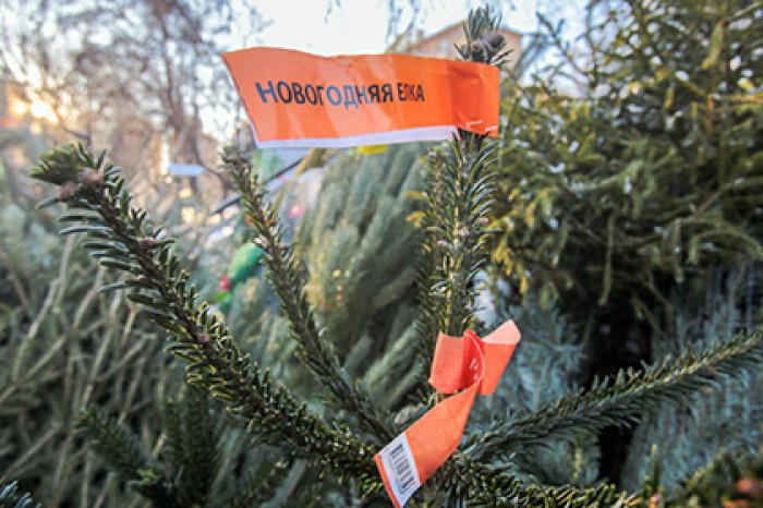 В Москве начали принимать новогодние елки на утилизацию
