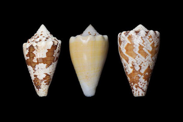 В организме улиток нашли замену наркотическим веществам