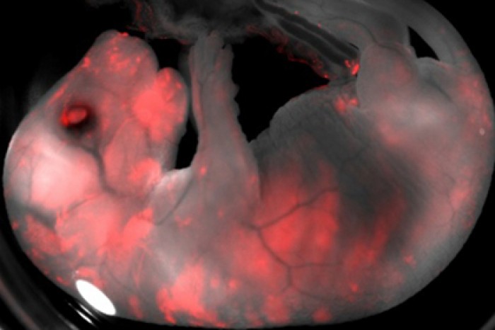 Впервые создан гибрид свиньи и человека