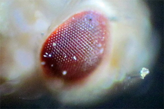 В США научились быстро создавать мутантов