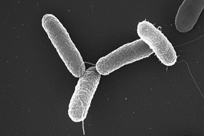 В США перепрограммировали геном возбудителя сальмонеллеза