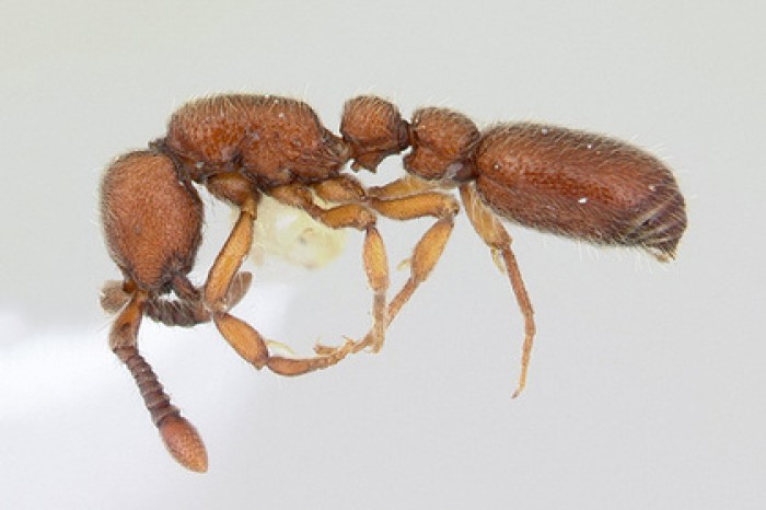 В США создали генетически модифицированных муравьев-социопатов