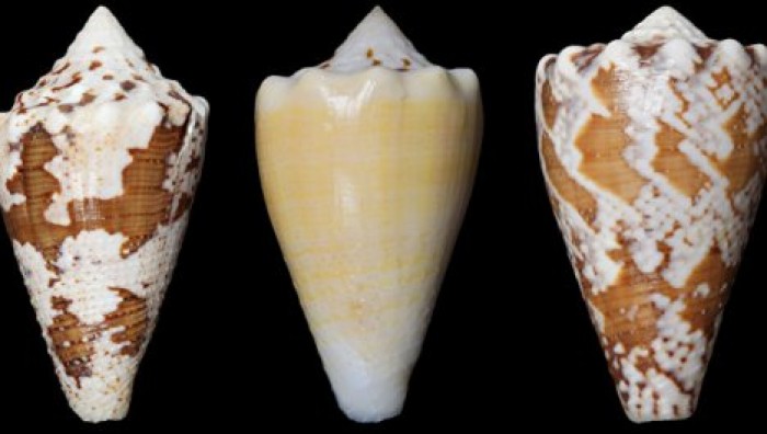 В яде морских улиток обнаруженообезболивающее сильнее морфия