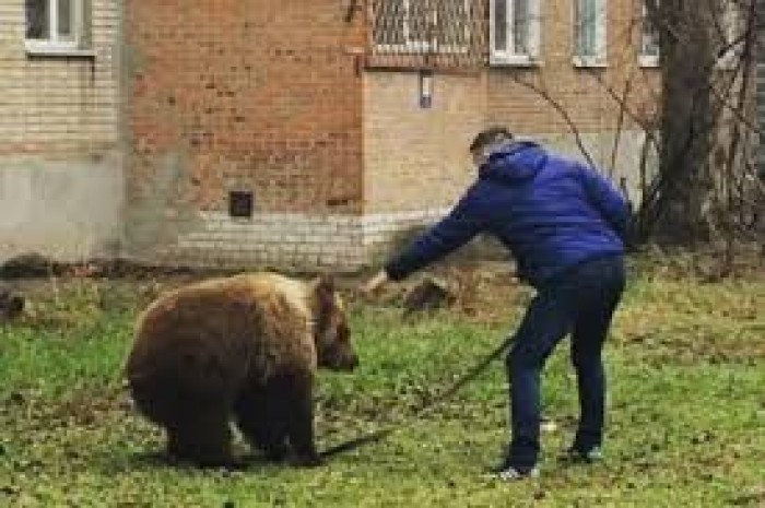 Выгуливавший медведя без намордника житель Таганрога заинтересовал полицию