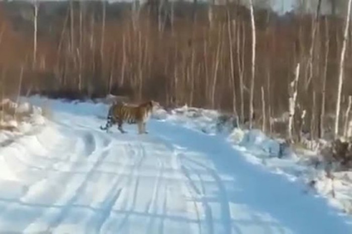 Выход амурского тигра к жителю Приморья сняли на видео