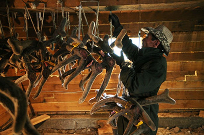 Ямальские оленеводы продали китайцам рога на миллион долларов