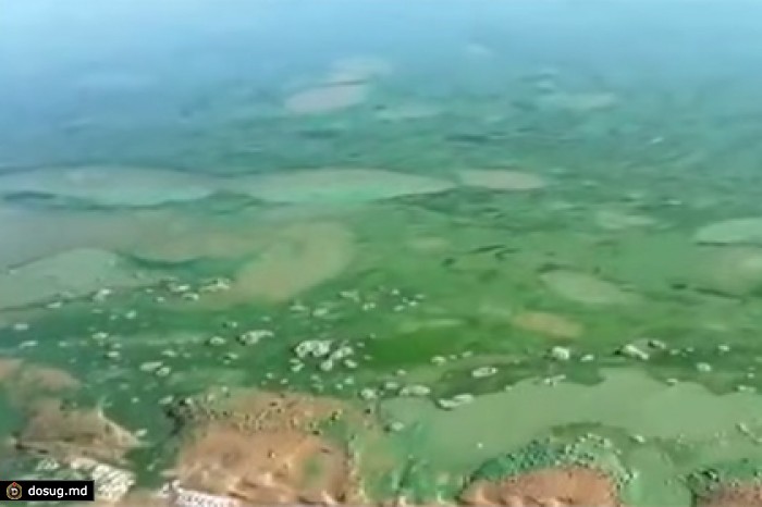 Зеленые пятна в водах Урала обеспокоили казахских экологов