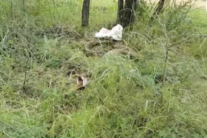 Змеелов помешал гигантскому питону доесть антилопу в Гроблерсдале