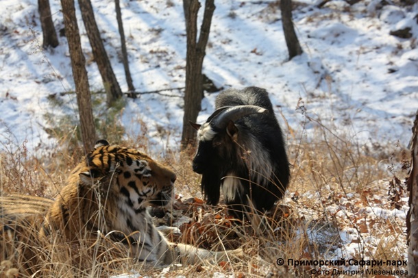 Козел Тимур отказывается есть после расселения с тигром Амуром