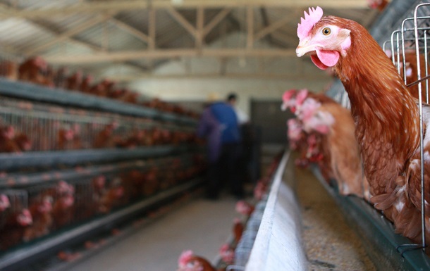 В США одобрили генетически модифицированных куриц и яйца