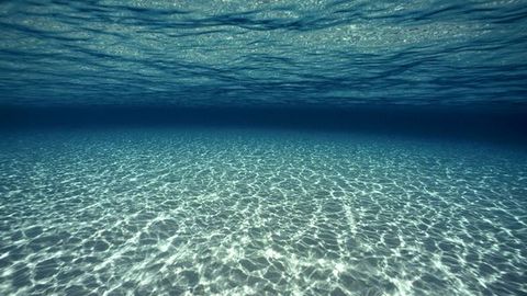8 фактов о Мировом океане и его обитателях
