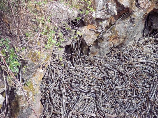 Колодцы со змеями в Манитобе