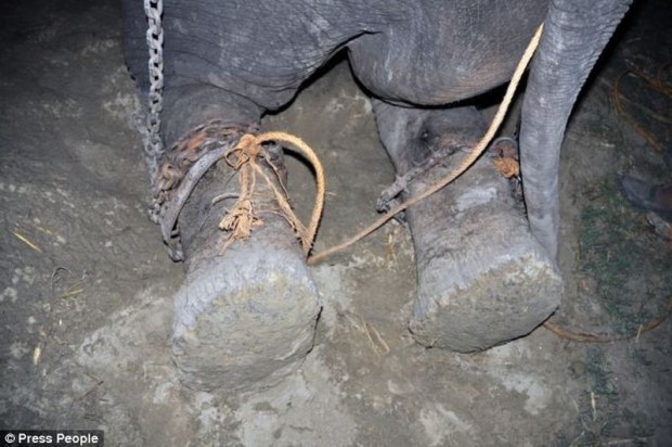 Индийский слон расплакался после освобождения из 50-летнего рабства