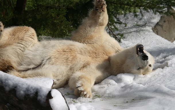 Экологи предупреждают о полном исчезновении белых медведей к 2025 году