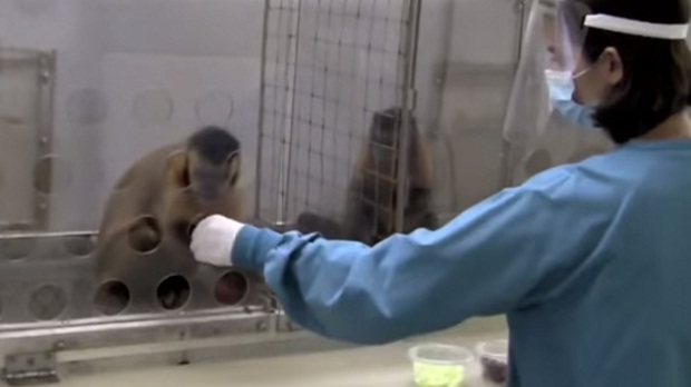 Что будет, если двум обезьянам несправедливо заплатить за работу?